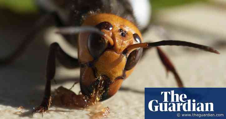 Beekeepers brace for next round with Canada's 'murder hornets'