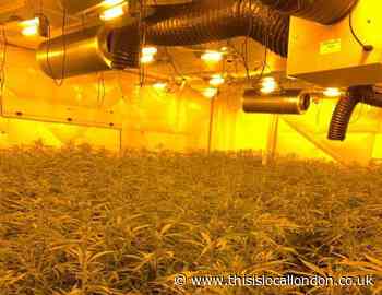 Five men arrested after police raid Charlton cannabis farm