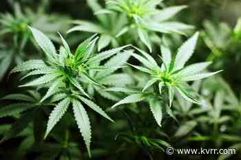 North Dakota medical marijuana program growing faster than expected - KVRR