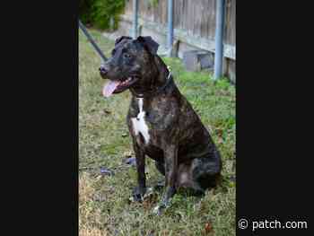 Latest Pets Up For Adoption At Houston Area Shelters - Patch.com