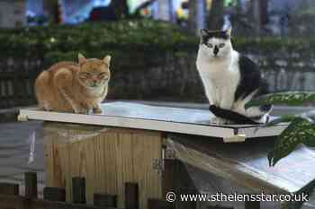 Midnight Cafeteria feeds Taipei's stray cats - St Helens Star