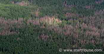 New uses for dead ash, fir and tamarack trees could help restore Minnesota's forests