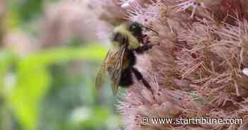 In push to save Minnesota's state bee, regulators and environmental groups disagree over habitat protections