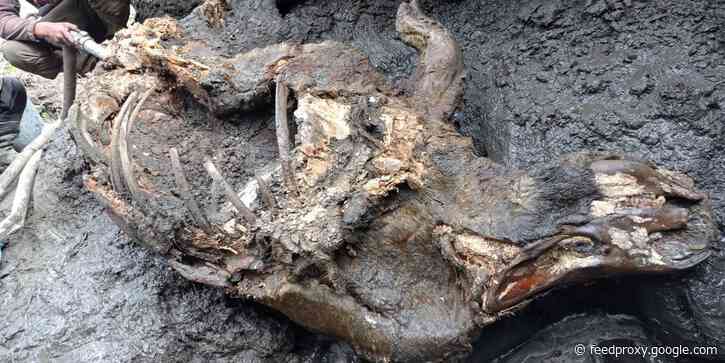 The carcass of a young woolly rhinoceros that died thousands of years ago was found almost perfectly preserved in the Siberia permafrost. Researchers even found the animal's horn.