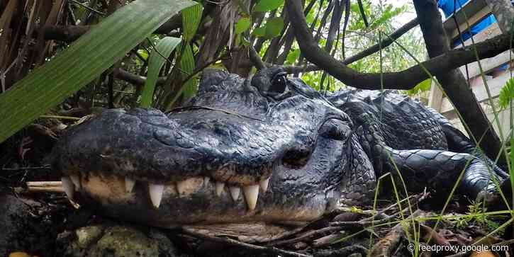 Alligators are now the largest known animal that can regrow their limbs