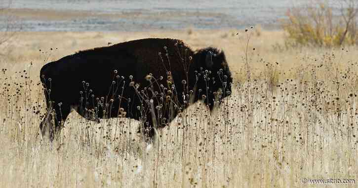 Roger Fragua and Ted Roosevelt V: The Buffalo Way is a model to heal a divided nation