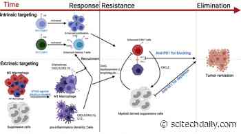 Researchers Discover Way to Boost Immunotherapy Against Breast Cancer