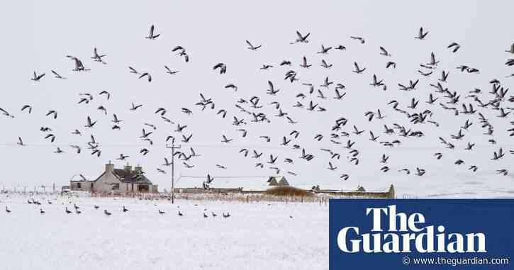 Country diary: the awkward teenagers of the seal world