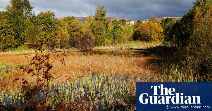 Animals and plants reclaim Scotland's abandoned spaces: photo essay