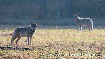 Gibt es schon zu viele Wölfe? - Politik streitet über Management - Braunschweiger Zeitung