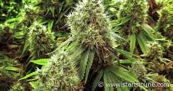 Wisconsin police monitor recreational marijuana in Illinois