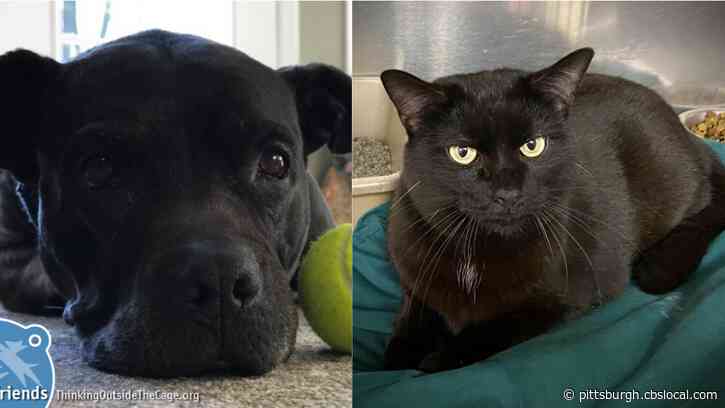 Furry Tails: Rennie & Jenny Are Waiting For Forever Homes