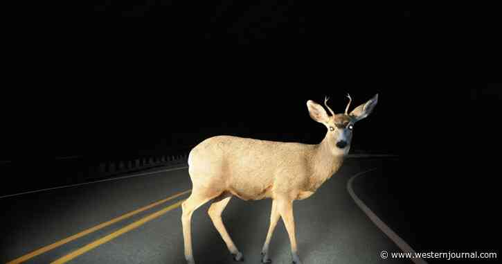 Kentucky Officials Use Robot Deer To Nab Man Suspected of Spotlighting
