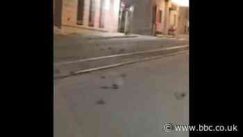 Hundreds of dead birds cover Rome street