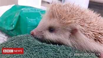 Rare blond - and possibly lost - hedgehog rescued