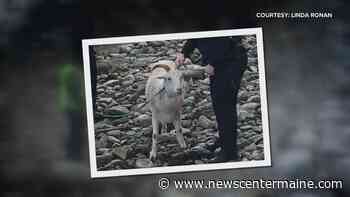 Maine woman, police rescue escaped goat from Belfast Bay - NewsCenterMaine.com WCSH-WLBZ