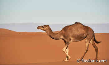 New Research Finds Method to Create Safe Camel Milk Products - Food Tank