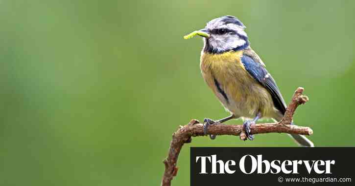 A wing and a prayer: how birds are coping with the climate crisis