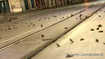 Uccelli morti a Roma, esposto in Procura degli animalisti. "Colpa dei botti? Nessuna certezza"