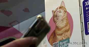 Moscow train carriage helps rehome stray pets