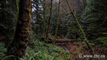 The saga over B.C.'s oldest, biggest trees set for a turning point in 2021
