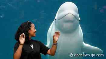Aquarium agrees to delay beluga whale delivery amid lawsuit