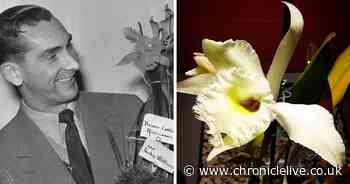 The Jackie Milburn orchid blooms for the first time in 70 years