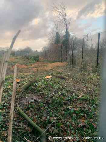 Environmentalists slam tree felling in Harrow’s The Ridgeway