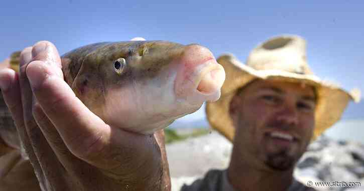 How a once-endangered fish is bouncing back and why it’s good news for Utah Lake