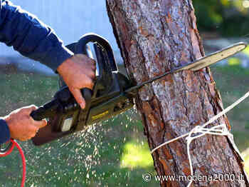 Abbattimento di un pioppo in viale Indipendenza a Sassuolo - Modena 2000