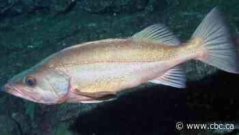 The B.C. fish you've likely never heard of that's confounding trawlers and officials