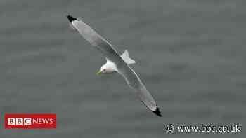 Bird charity warns of harm from new wind farm