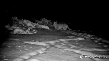 Cougar appears on trail camera near Thunder Bay, Ont.