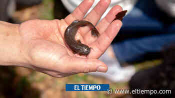 El pez que fue hallado en el mismo lugar que hace 117 años - ElTiempo.com