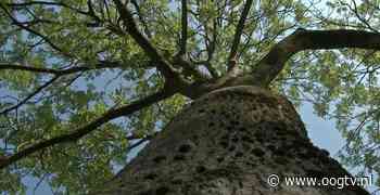 25 Groningse essen kunnen alsnog blijven staan - OOG Radio en Televisie - Oog TV
