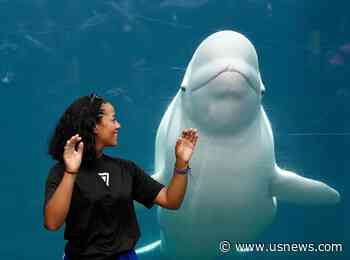 Correction: Aquarium-Belugas-Research Story