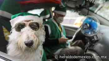 Conoce a Coronel, el FAMOSO perro taxista que trabaja y robó corazones esta NAVIDAD - El Heraldo de México