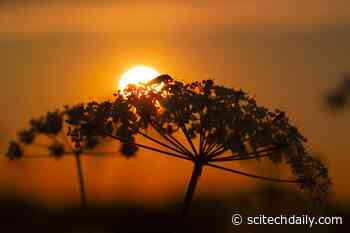 High Temperatures From Climate Change Threaten the Survival of Insects
