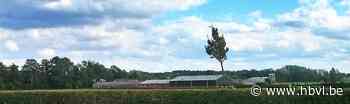 Wel vergunning voor meer varkens, niet voor kippen (Borgloon) - Het Belang van Limburg