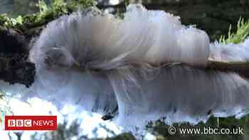 Hair ice: The strange phenomenon of 'candy floss' on trees
