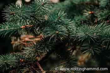 Baltimore County Christmas tree recycling to begin next week - nottinghammd.com