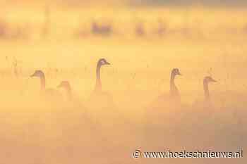 Foto: De ganzen in het Oudeland van Strijen in de mist - Hoeksche Waard Nieuws
