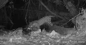 Jaguar kills ocelot in rare footage, and climate change might be behind it     - CNET
