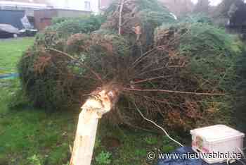 Gemeente Kalmthout zamelt (voor het eerst) zelf kerstbomen in - Het Nieuwsblad