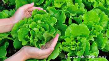 University of Sheffield's Institute for Sustainable Food leads £6m research project to transform the UK food system - University of Sheffield News