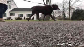 White Whiskers Senior Dog Sanctuary raising money through dog-walking photo contest