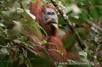 World's most threatened ape species 'in more trouble than previously thought' - Dudley News