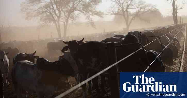 Brazilian beef farms ‘used workers kept in conditions similar to slavery’
