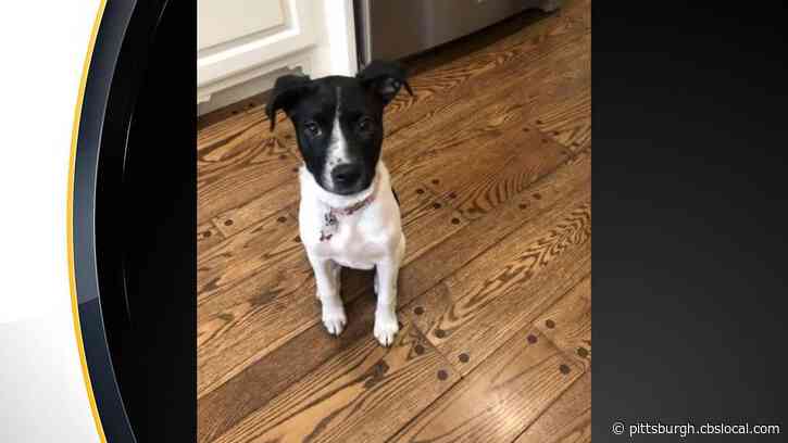Police: Stolen Puppy, Daphne, Found In Blue Slide Park, Reunited With Owners