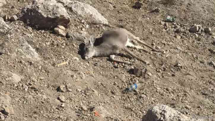 Reward offered for information on illegal killing of young buck